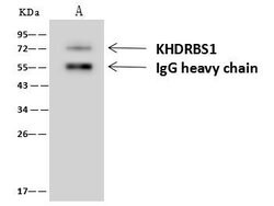 Invitrogen SAM68 Polyclonal Antibody 100 &mu;L; Unconjugated:Antibodies,