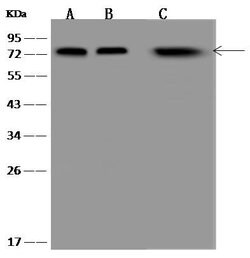 Invitrogen SAM68 Polyclonal Antibody 100 &mu;L; Unconjugated:Antibodies,