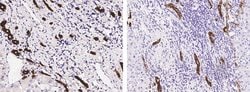 Invitrogen Cytokeratin 19 Polyclonal Antibody 100 &mu;L; Unconjugated:Antibodies,