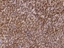 Invitrogen LAMP2 Polyclonal Antibody 100 &mu;L; Unconjugated:Antibodies,