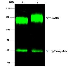 Invitrogen LAMP2 Polyclonal Antibody 100 &mu;L; Unconjugated:Antibodies,