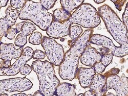 Invitrogen LAMP2 Polyclonal Antibody 100 &mu;L; Unconjugated:Antibodies,