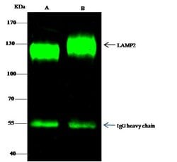 Invitrogen LAMP2 Polyclonal Antibody 100 &mu;L; Unconjugated:Antibodies,