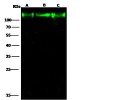 Invitrogen LAMP2 Polyclonal Antibody 100 &mu;L; Unconjugated:Antibodies,