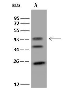 Invitrogen LIAS Polyclonal Antibody 100 &mu;L | Buy Online | Invitrogen&trade; | Fisher Scientific