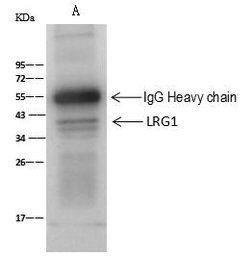 Invitrogen LRG1 Polyclonal Antibody 100 &mu;L; Unconjugated:Antibodies,