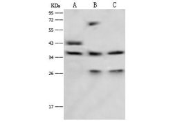 Invitrogen LRG1 Polyclonal Antibody 100 &mu;L; Unconjugated:Antibodies,