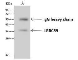 Invitrogen LRRC59 Polyclonal Antibody 100 &mu;L; Unconjugated:Antibodies,