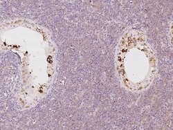 Invitrogen LZTFL1 Polyclonal Antibody 100 &mu;L; Unconjugated:Antibodies,