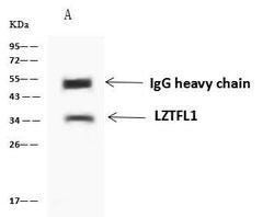 Invitrogen LZTFL1 Polyclonal Antibody 100 &mu;L; Unconjugated:Antibodies,