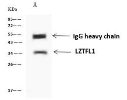 Invitrogen LZTFL1 Polyclonal Antibody 100 &mu;L; Unconjugated:Antibodies,
