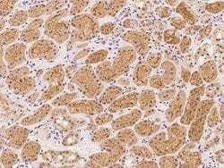 Invitrogen MAMLD1 Polyclonal Antibody 100 &mu;L; Unconjugated:Antibodies,