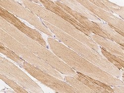 Invitrogen MAMLD1 Polyclonal Antibody 100 &mu;L; Unconjugated:Antibodies,