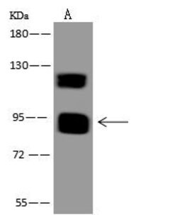 Invitrogen MAMLD1 Polyclonal Antibody 100 &mu;L; Unconjugated:Antibodies,