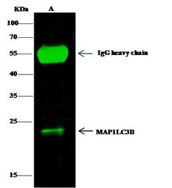 Invitrogen LC3B Polyclonal Antibody 100 &mu;L; Unconjugated:Antibodies,