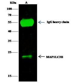 Invitrogen LC3B Polyclonal Antibody 100 &mu;L; Unconjugated:Antibodies,