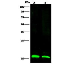 Invitrogen LC3B Polyclonal Antibody 100 &mu;L; Unconjugated:Antibodies,
