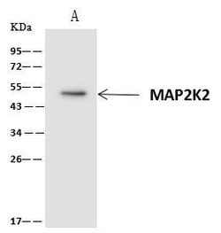 Invitrogen MEK2 Polyclonal Antibody 100 &mu;L; Unconjugated:Antibodies,