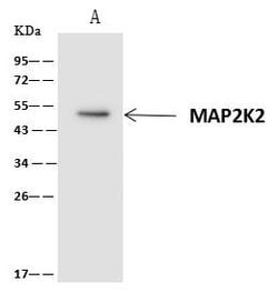 Invitrogen MEK2 Polyclonal Antibody 100 &mu;L; Unconjugated:Antibodies,