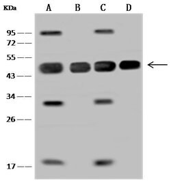 Invitrogen MEK2 Polyclonal Antibody 100 &mu;L; Unconjugated:Antibodies,