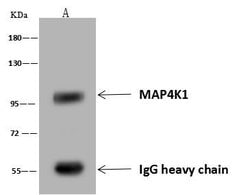 Invitrogen HPK1 Polyclonal Antibody 100 &mu;L | Buy Online | Invitrogen&trade; | Fisher Scientific