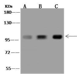 Invitrogen HPK1 Polyclonal Antibody 100 &mu;L | Buy Online | Invitrogen&trade; | Fisher Scientific