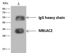 Invitrogen MBLAC2 Polyclonal Antibody 100 &mu;L; Unconjugated:Antibodies,