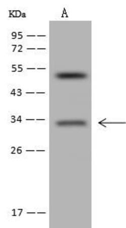 Invitrogen MBLAC2 Polyclonal Antibody 100 &mu;L; Unconjugated:Antibodies,