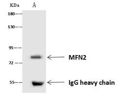 MFN2 Polyclonal Antibody:Antibodies, Polyclonal