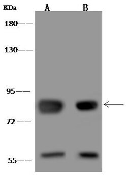 MFN2 Polyclonal Antibody:Antibodies, Polyclonal