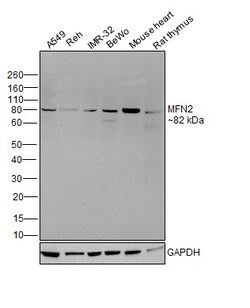 MFN2 Polyclonal Antibody:Antibodies, Polyclonal