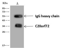 Invitrogen C20orf72 Polyclonal Antibody 100 &mu;L; Unconjugated:Antibodies,