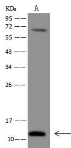Invitrogen C20orf166 Polyclonal Antibody 100 &mu;L; Unconjugated:Antibodies,