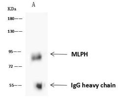Invitrogen MLPH Polyclonal Antibody 100 &mu;L; Unconjugated:Antibodies,