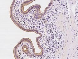 Invitrogen MLPH Polyclonal Antibody 100 &mu;L; Unconjugated:Antibodies,