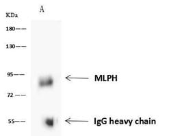 Invitrogen MLPH Polyclonal Antibody 100 &mu;L; Unconjugated:Antibodies,