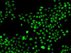 Invitrogen MNAT1 Polyclonal Antibody 100 &mu;L; Unconjugated:Antibodies,