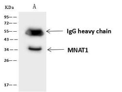 Invitrogen MNAT1 Polyclonal Antibody 100 &mu;L; Unconjugated:Antibodies,