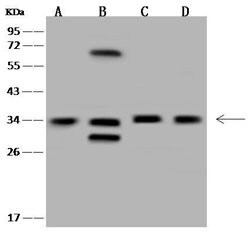 Invitrogen MNAT1 Polyclonal Antibody 100 &mu;L; Unconjugated:Antibodies,