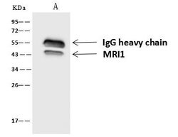 Invitrogen MRI1 Polyclonal Antibody 100 &mu;L; Unconjugated:Antibodies,