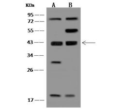 Invitrogen MRI1 Polyclonal Antibody 100 &mu;L; Unconjugated:Antibodies,