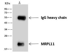 Invitrogen MRPL11 Polyclonal Antibody 100 &mu;L; Unconjugated:Antibodies,