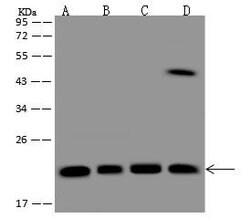 Invitrogen MRPL11 Polyclonal Antibody 100 &mu;L; Unconjugated:Antibodies,