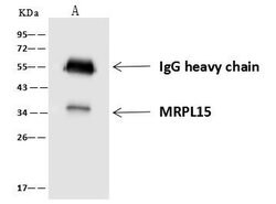 Invitrogen MRPL15 Polyclonal Antibody 100 &mu;L; Unconjugated:Antibodies,