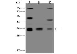 Invitrogen MRPL15 Polyclonal Antibody 100 &mu;L; Unconjugated:Antibodies,