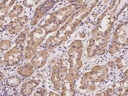 Invitrogen RM30 Polyclonal Antibody 100 &mu;L; Unconjugated:Antibodies,