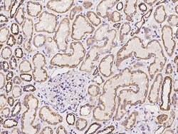 Invitrogen MRPL38 Polyclonal Antibody 100 &mu;L; Unconjugated:Antibodies,