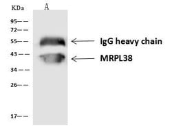 Invitrogen MRPL38 Polyclonal Antibody 100 &mu;L; Unconjugated:Antibodies,