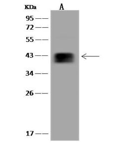 Invitrogen MRPL38 Polyclonal Antibody 100 &mu;L; Unconjugated:Antibodies,