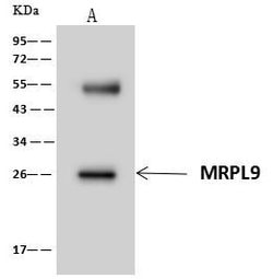 Invitrogen MRPL9 Polyclonal Antibody 100 &mu;L | Buy Online | Invitrogen&trade; | Fisher Scientific